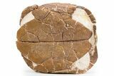 Colorful, Inflated Fossil Tortoise (Stylemys) - South Dakota #301888-7